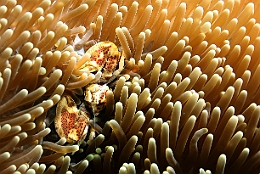 Sipadan_2015_Crabe porcelaine des anemones_Neopetrolisthes maculatus_IMG_2836_rc